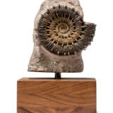 A COILED SPINY AMMONITE - Foto 1