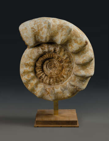 A LARGE AMMONITE - photo 1