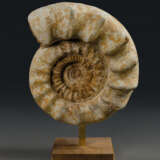 A LARGE AMMONITE - photo 1