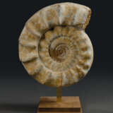 A LARGE AMMONITE - photo 2