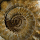 A LARGE AMMONITE - photo 3