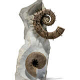 COILED AND UNCOILED SPINY AMMONITES - photo 1