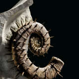COILED AND UNCOILED SPINY AMMONITES - photo 3