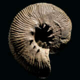 COILED AND UNCOILED SPINY AMMONITES - photo 4