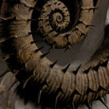 A FINE UNCOILED SPINY AMMONITE - фото 3