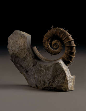 A FINE UNCOILED SPINY AMMONITE - фото 4