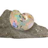 AN AMMONITE WITH SHELL - Foto 1