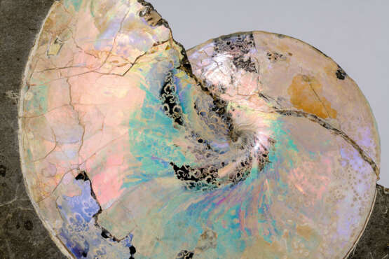 AN AMMONITE WITH SHELL - фото 2