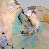 AN AMMONITE WITH SHELL - Foto 2