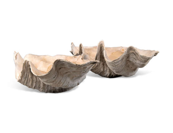 A PAIR OF GIANT CLAM SHELLS 'TRIDACNA GIGAS' - photo 2