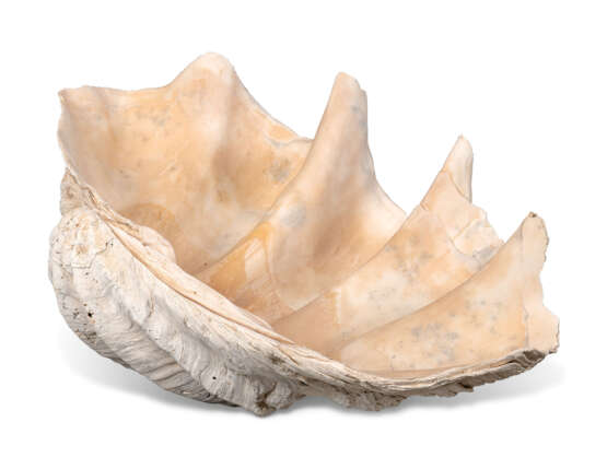 A PAIR OF GIANT CLAM SHELLS 'TRIDACNA GIGAS' - photo 4