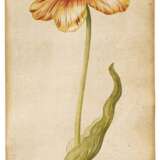 Claesz, Anthony. Vier Blätter mit einzelnen Tulpen - Foto 2