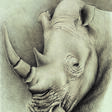 Белый носорог - One click purchase