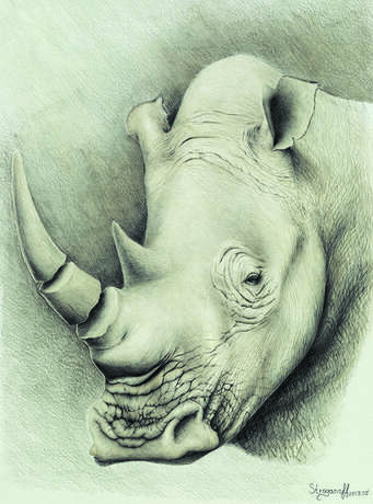 Design Painting “White rhino”, Paper, Pencil, Realist, Animalistic, 2017 - photo 1