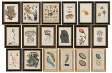 FIFTEEN COLOURED-ENGRAVINGS OF NATURAL HISTORY SPECIMENS