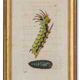 FIFTEEN COLOURED-ENGRAVINGS OF NATURAL HISTORY SPECIMENS - photo 4