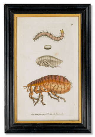 FIFTEEN COLOURED-ENGRAVINGS OF NATURAL HISTORY SPECIMENS - photo 6