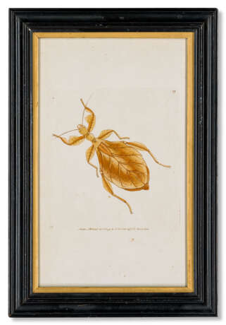 FIFTEEN COLOURED-ENGRAVINGS OF NATURAL HISTORY SPECIMENS - photo 7
