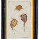 FIFTEEN COLOURED-ENGRAVINGS OF NATURAL HISTORY SPECIMENS - photo 8