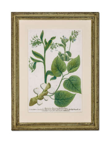 TWELVE HAND-COLOURED ENGRAVINGS OF BOTANICAL SPECIMENS FROM 'PHYATHOZA ICONOGRAPHIA' - photo 9