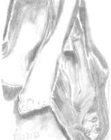 Жанна Жанна