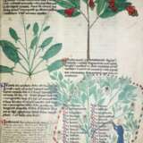Tractatus de Herbis. - photo 1