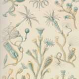 Haeckel, E. - photo 1
