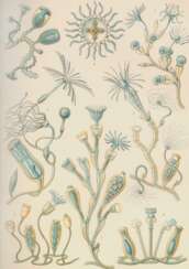 Haeckel, E.