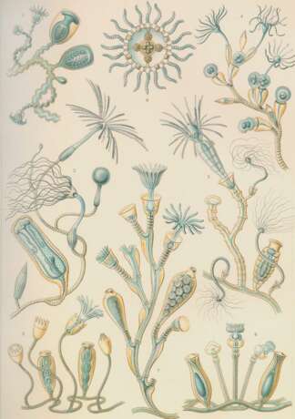 Haeckel, E. - Foto 1