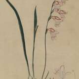 Gladiolus Carneus. - Foto 1