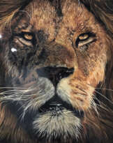 Картина Лев / Lion Картина Лев / Lion
