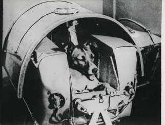 Le chien Laika, premier animal en orbite autour de la Terre, avant le lancement, le 3 novembre 1957