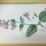 Print “Botanical Prints”, Sowerby, Paper, Engraving, Still life, 1890 - photo 6