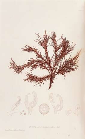 JOHNSTONE, William Grosart, and Alexander CROALL - The Nature-Printed British Sea-Weeds. London: Bradbury and Evans, 1859-60. - Foto 2