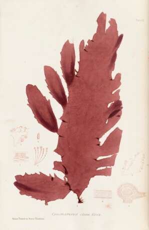 JOHNSTONE, William Grosart, and Alexander CROALL - The Nature-Printed British Sea-Weeds. London: Bradbury and Evans, 1859-60. - Foto 3