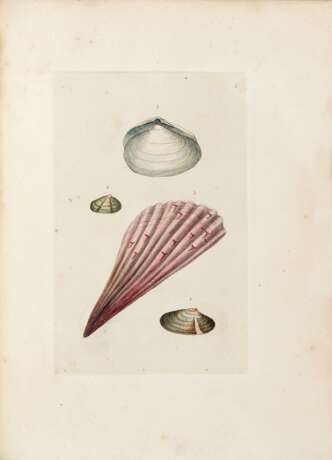 MONTAGU, George (1753-1815) - Testacea Britannica. London: J.S. Hollis, 1803. - фото 2