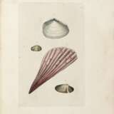 MONTAGU, George (1753-1815) - Testacea Britannica. London: J.S. Hollis, 1803. - Foto 2