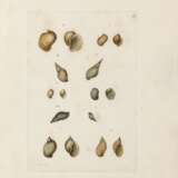 MONTAGU, George (1753-1815) - Testacea Britannica. London: J.S. Hollis, 1803. - фото 3