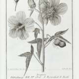 SCOPOLI, Giovanni Antonio (1723-1788) - Deliciae florae et faunae Insubricae - фото 1