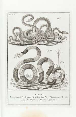 SCOPOLI, Giovanni Antonio (1723-1788) - Deliciae florae et faunae Insubricae - фото 2