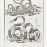 SCOPOLI, Giovanni Antonio (1723-1788) - Deliciae florae et faunae Insubricae - фото 2