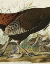 AFTER JOHN JAMES AUDUBON (1785-1851) BY WILLIAM HOME LIZARS...