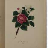 Flowers in hand-colored lithographs - photo 1