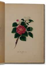 Flowers in hand-colored lithographs