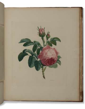 Two works on botanical drawing - Foto 1