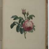 Two works on botanical drawing - Foto 1