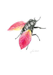 Autumn entomology (5)