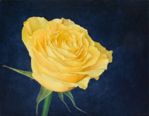 Just a Yellow Rose...