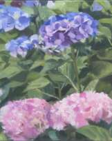 Blaue und rote Hortensien