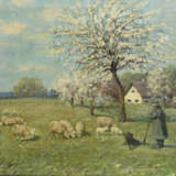 Frühlingswiese mit Schafen - Foto 1